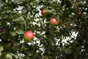 Äpfel auf der Streuobstwiese Irsee